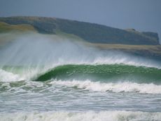 Another screamer, Porpoise Bay - © Nic Reeves - phoam.co.nz